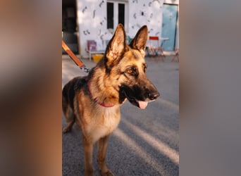 Schäferhündin Vega