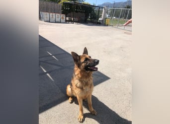 Schäferhündin Vega