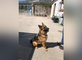 Schäferhündin Vega