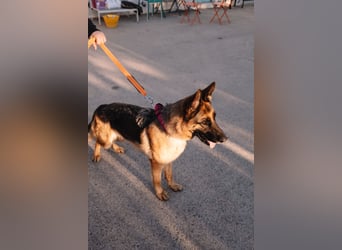 Schäferhündin Vega