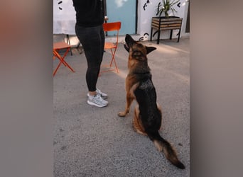 Schäferhündin Vega