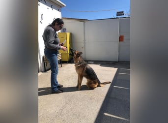 Schäferhündin Vega