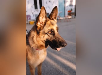 Schäferhündin Vega