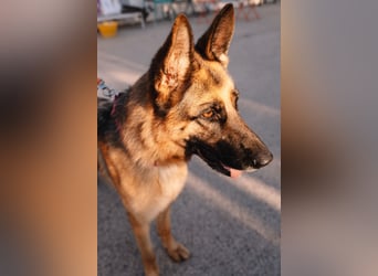 Schäferhündin Vega