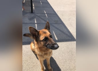 Schäferhündin Vega