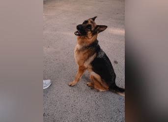 Schäferhündin Vega