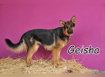 Wer schenkt Geisha ein liebevolles Zuhause?
