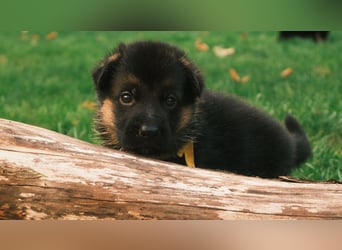 Wunderschöne Deutsche Schäferhund-Welpen suchen ihr Für-immer-Zuhause