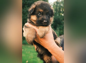 Wunderschöne Deutsche Schäferhund-Welpen suchen ihr Für-immer-Zuhause