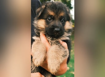 Wunderschöne Deutsche Schäferhund-Welpen suchen ihr Für-immer-Zuhause