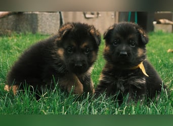 Wunderschöne Deutsche Schäferhund-Welpen suchen ihr Für-immer-Zuhause