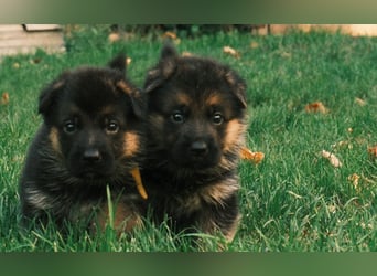 Wunderschöne Deutsche Schäferhund-Welpen suchen ihr Für-immer-Zuhause