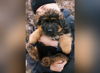 2 Hündinnenwelpen aus gesunden Eltern