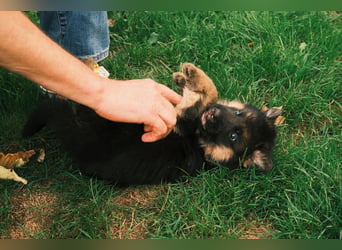 Wunderschöne Deutsche Schäferhund-Welpen suchen ihr Für-immer-Zuhause
