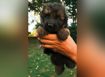 Wunderschöne Deutsche Schäferhund-Welpen suchen ihr Für-immer-Zuhause