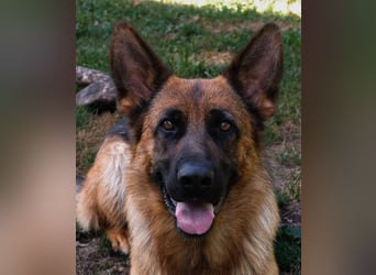 Deutsche Schäferhündin, 2 Jahre,  sucht ihr Für-immer-Zuhause