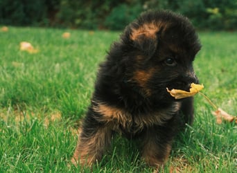 Wunderschöne Deutsche Schäferhund-Welpen suchen ihr Für-immer-Zuhause