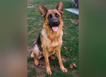 Deutsche Schäferhündin, 2 Jahre,  sucht ihr Für-immer-Zuhause