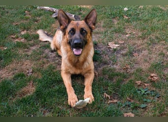 Deutsche Schäferhündin, 2 Jahre,  sucht ihr Für-immer-Zuhause