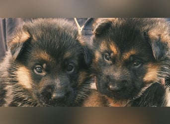 Wunderschöne Deutsche Schäferhund-Welpen suchen ihr Für-immer-Zuhause