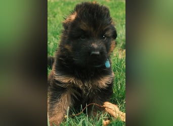 Wunderschöne Deutsche Schäferhund-Welpen suchen ihr Für-immer-Zuhause