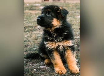 2 Hündinnenwelpen aus gesunden Eltern