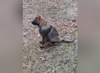 Deutschen Schäferhund Welpen, grau mit schwarzen Abzeichen