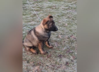 Deutschen Schäferhund Welpen, grau mit schwarzen Abzeichen