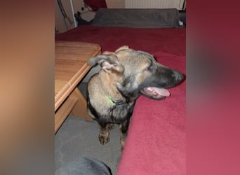 Deutschen Schäferhund Welpen, grau mit schwarzen Abzeichen