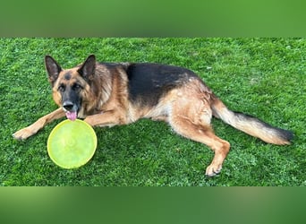 Xsara sucht ein liebevolles Zuhause