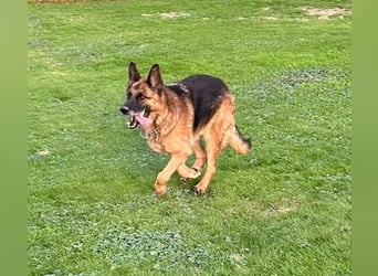 Xsara sucht ein liebevolles Zuhause