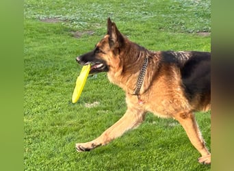 Xsara sucht ein liebevolles Zuhause