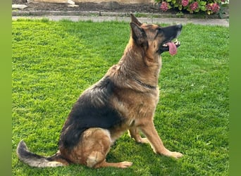 Xsara sucht ein liebevolles Zuhause
