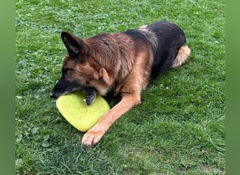 Xsara sucht ein liebevolles Zuhause