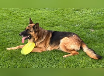 Xsara sucht ein liebevolles Zuhause