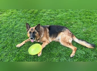 Xsara sucht ein liebevolles Zuhause