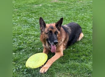 Xsara sucht ein liebevolles Zuhause