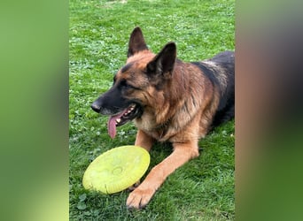 Xsara sucht ein liebevolles Zuhause