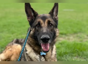 Mr. Blue ❤️ verschmuster, sozialer Rüde