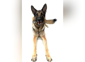 Mr. Blue ❤️ verschmuster, sozialer Rüde