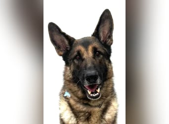 Mr. Blue ❤️ verschmuster, sozialer Rüde