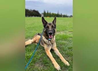 Mr. Blue ❤️ verschmuster, sozialer Rüde