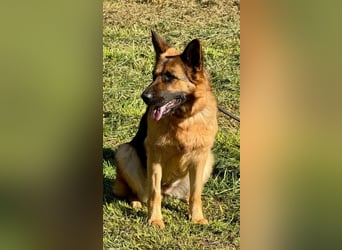 Lotte - (Dringend Pflegestelle oder Zuhause gesucht) Es ist eine Deutsche