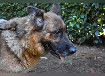 Diantha - Es ist alles still geworden