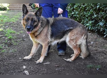 Diantha - Es ist alles still geworden