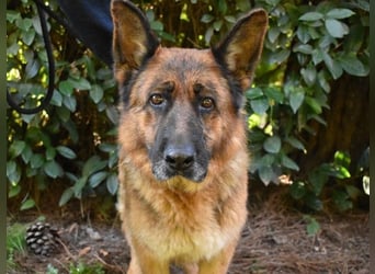 Diantha - Es ist alles still geworden