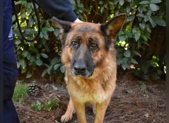 Diantha - Es ist alles still geworden