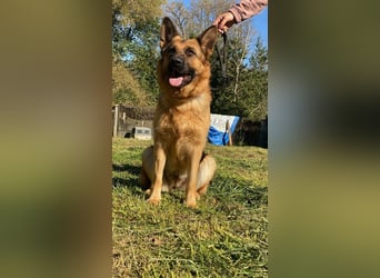 Lotte - Es ist eine Deutsche Schäferhündin!