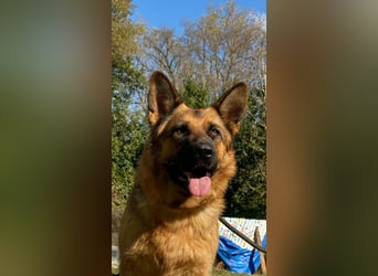 Lotte - (Dringend Pflegestelle oder Zuhause gesucht) Es ist eine Deutsche