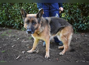 Diantha - Es ist alles still geworden